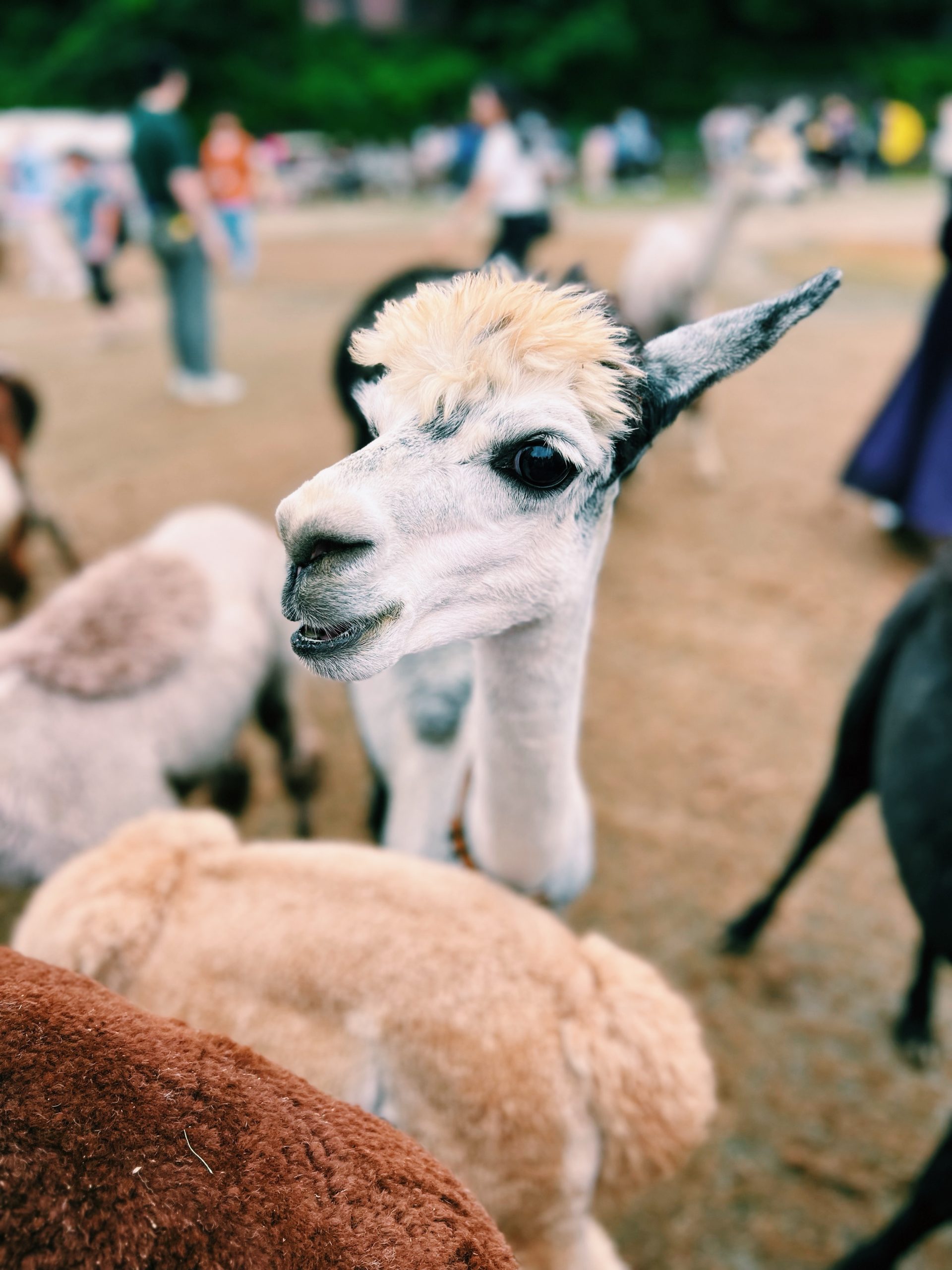Korea day 4 – Alpacas & more