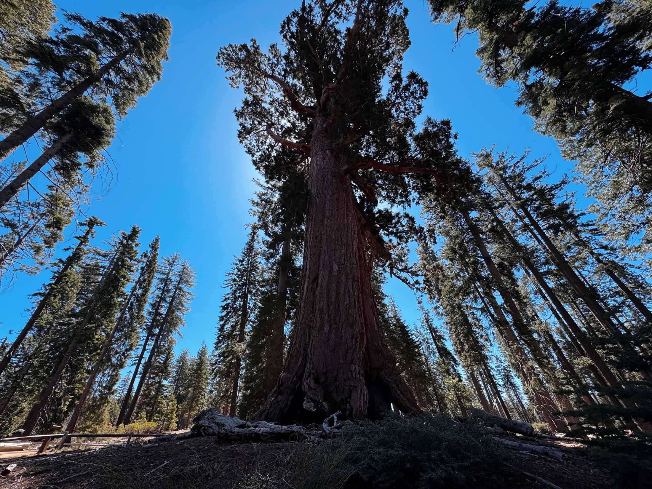 Giant Sequoias & more